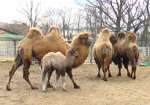 В зоопарке родился верблюжонок. Харьковчане выбирают детенышу имя