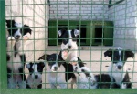 В мэрии Харькова ответили на петицию о бродячих собаках