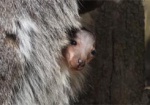 В харьковском экопарке родился кенгуренок. Имя детенышу начнут выбирать через полгода