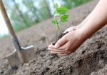 С начала весны в Харькове уже высадили почти 3 тысячи деревьев
