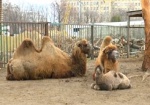 Для верблюжонка из харьковского зоопарка выбрали имя