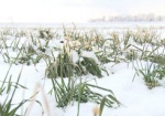 Снежная стихия в регионе не навредит посевам – ХОГА