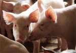 В Украине с 2012 года уничтожили более 127 тысяч свиней из-за АЧС
