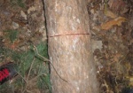 Задержан браконьер, рубивший сосны в природном парке «Слобожанский»