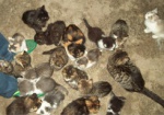 Несколько десятков брошенных котят нашли в Лесопарке. Харьковчане могут помочь животным обрести новый дом