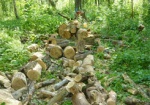 На Харьковщине задержали браконьеров, пиливших дубы