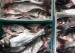Украинские производители рыбы смогут страховать свою продукцию