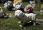 Кладбище для домашних животных появится в Харькове