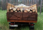 Трое браконьеров незаконно пилили сосны в лесу под Харьковом