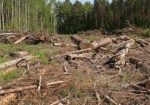 Жителю области, вырубившему деревьев на 115 тыс. грн., объявлено о подозрении