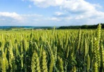 Инвестиции в агросектор Украины выросли на 60%