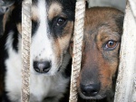 На Днепропетровщине запретили вывозить бездомных животных в Харьков
