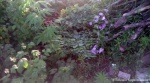 Полтысячи кустов снотворного мака нашли на огороде у жительницы Богодухова