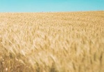 В МинАП сделали прогноз на урожай зерновых в этом году