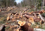 За вырубку леса браконьера оштрафовали почти на 400 тысяч
