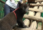 Детеныш черной пантеры и спасенный от собак барсук. В харьковском экопарке - новые животные