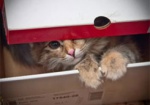 В подозрительной коробке, оставленной в метро, взрывотехники нашли котенка