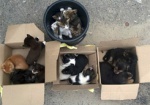 Три коробки с котятами и щенками. В Харькове нашли брошенных животных