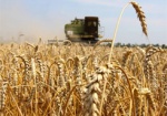 Сбор ранних зерновых и зернобобовых в Украине достиг экватора