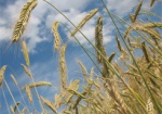 Фермера, самовольно засеявшего земли пшеницей, будут судить
