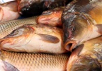 Более тонны незаконно выловленной рыбы изъяли за полгода на Харьковщине