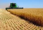 В области намолотили уже более 2 миллионов тонн озимой пшеницы