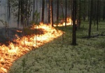 В области не прекращаются лесные пожары