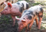 В Украине за шесть лет от АЧС погибли 130 тысяч свиней