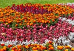 Возле Регионального ЦПАУ появится клумба из более 20 тысяч цветов