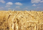 Аграрии намолотили уже 35,5 млн. тонн зерна