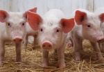 В Госстате рассказали, в каких областях наибольшее сокращение поголовья свиней