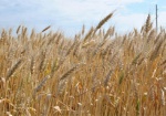 На Харьковщине - рекордный урожай озимой пшеницы