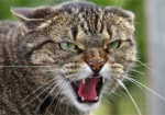В Харькове домашний кот заразился бешенством от летучей мыши