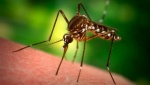 В Харькове – случай малярии