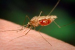 Случай малярии в Харькове: студента из Гвинеи выписали из больницы