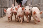 Поголовье свиней в Украине сократилось на 10%