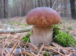 Сезон «тихой охоты»: харьковчанам напоминают об опасности отравления грибами