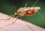 Иностранец приехал в Харьков с малярией