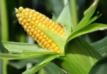 В Украине ожидается урожай кукурузы больше 27 млн. ​​тонн