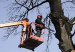 Из-за сноса аварийных деревьев улицу Алчевских перекроют