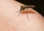 В Харькове женщина заразилась гельминтом от укуса комара