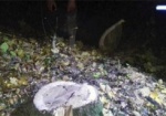Еще одного лесоруба-браконьера задержали на Харьковщине