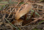 Какие грибы чаще всего встречаются в лесах Харьковщины и с чем связан неурожай в этом году