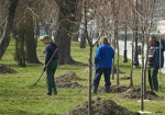 В городе высадят пять тысяч деревьев