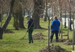 В парке Победы высадят 70 молодых лип