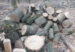 На Харьковщине разоблачили очередных лесорубов - «грибников»