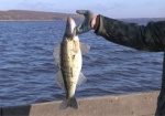 На водоемах Харьковщины запретили рыбачить на «зимовальных ямах»