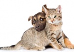 В Харькове утвердили концепцию будущей программы обращения с домашними животными