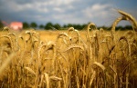 Аграрии уже собрали 94% зерновых от прогноза - МинАП