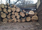 Под Харьковом браконьер вырубил деревьев на 20 тысяч гривен